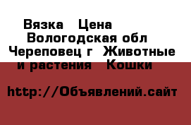 Вязка › Цена ­ 2 000 - Вологодская обл., Череповец г. Животные и растения » Кошки   